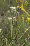 Largeleaf rose gentian